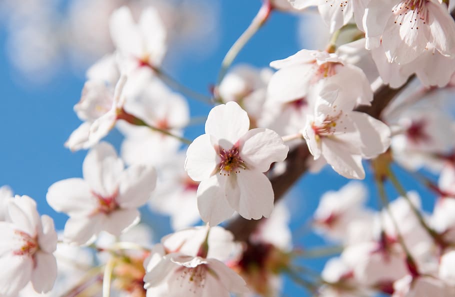 spring, branch, flowers, tree, pink, bud, nature, cherry blossom HD wallpaper