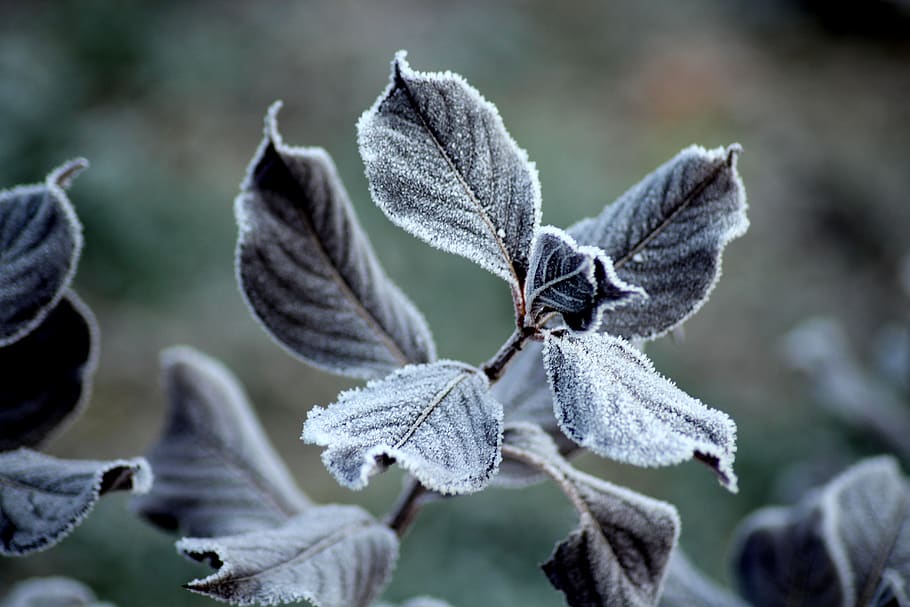 frost, ground frost, foliage, winter, cold, nature, frozen, HD wallpaper