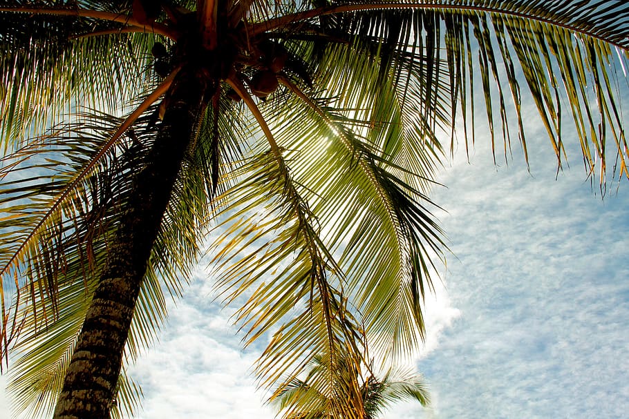 coconut-tree-bahia-beach.jpg