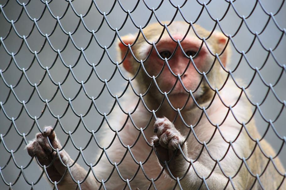 chainlink fence, one person, young adult, boundary, day, barrier HD wallpaper