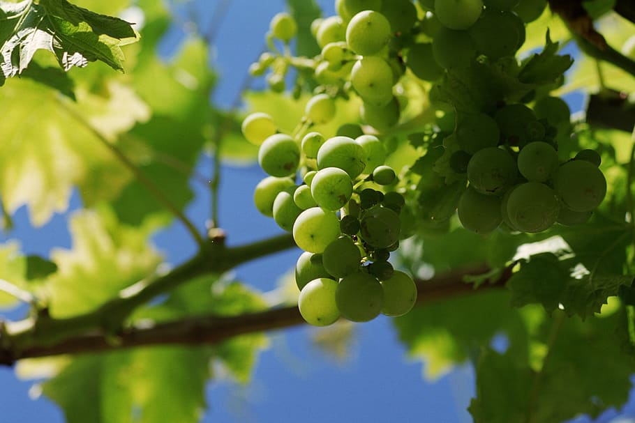 grape, grapes, tros, bunch of grapes, viticulture, grapevine, HD wallpaper