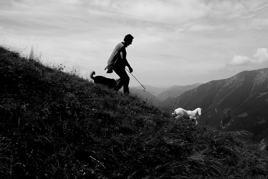 valle seriana, tree, green, work, mountain, dog, animals, sheep HD wallpaper