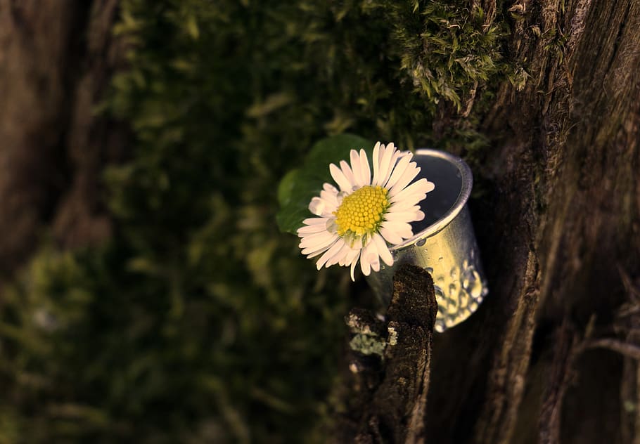 daisy, thimble, leaf, moss, tree, pointed flower, nature, plant HD wallpaper
