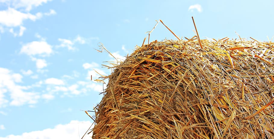 Close Up Photo of Hay, blue sky, cattle feed, close-up, clouds HD wallpaper