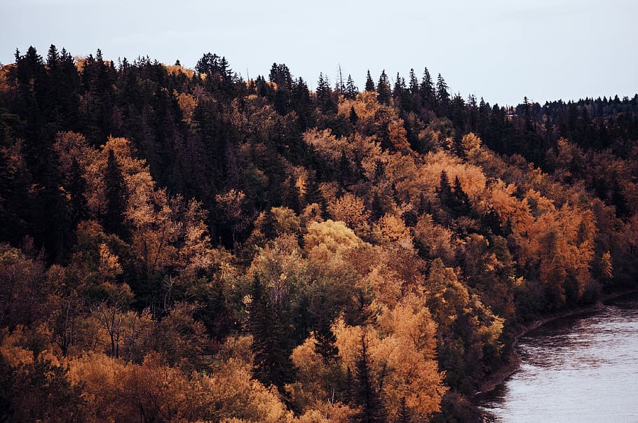 tree, plant, forest, nature, lake, water, river, sky, autumn HD wallpaper