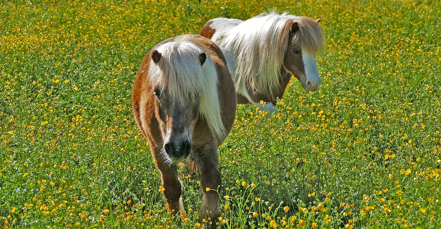 landscape, meadow, animals, ponies, light, grass, flowers, sun HD wallpaper