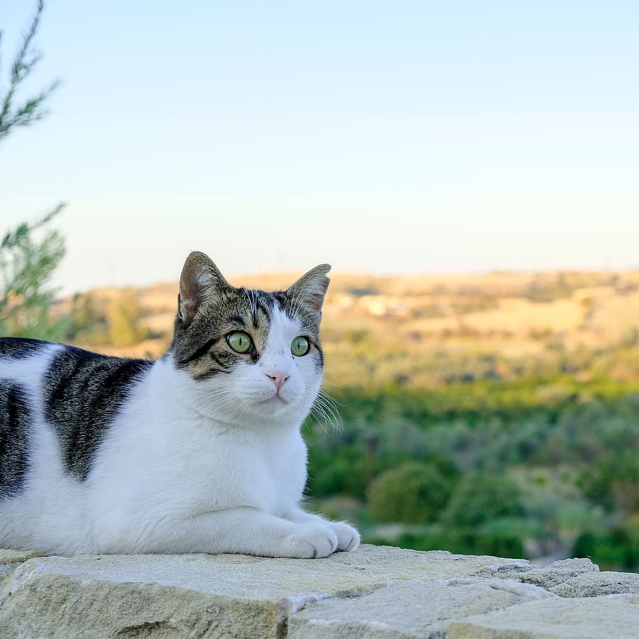 cyprus, goudi, pets, domestic animals, cat, mammal, one animal HD wallpaper