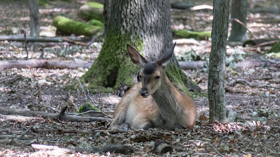 roe deer, forest, click, peaceful, graze, cozy, wild, forest animal HD wallpaper