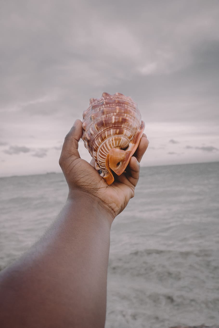 Conch Photos Download The BEST Free Conch Stock Photos  HD Images