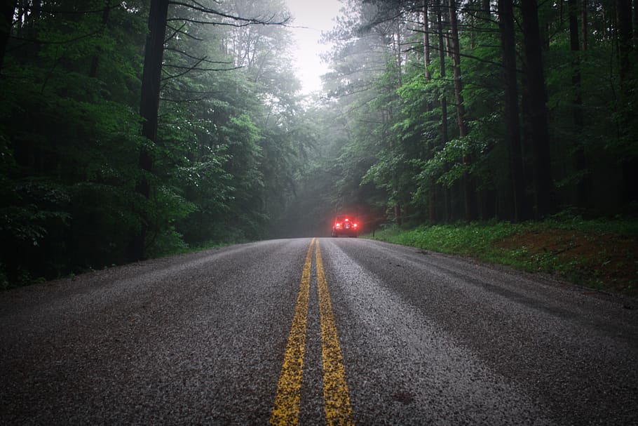 rain, nature, forest, leaves, landscape, road, car, jeep, fog HD wallpaper