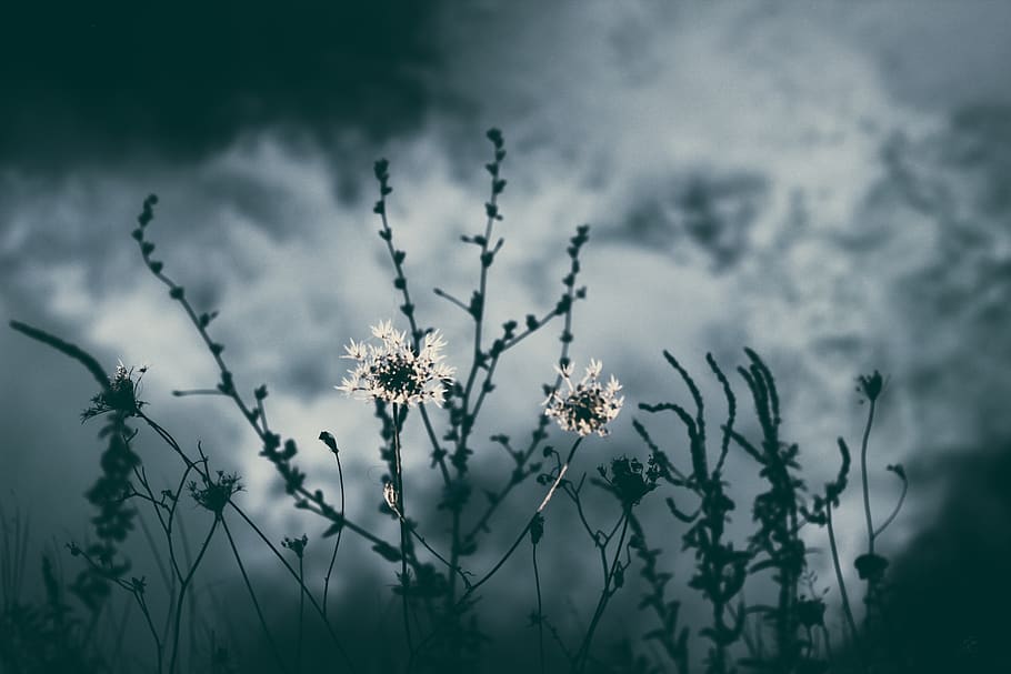 Grayscale Photo of Flower, bloom, blossom, cloudy, dark, flowers HD wallpaper