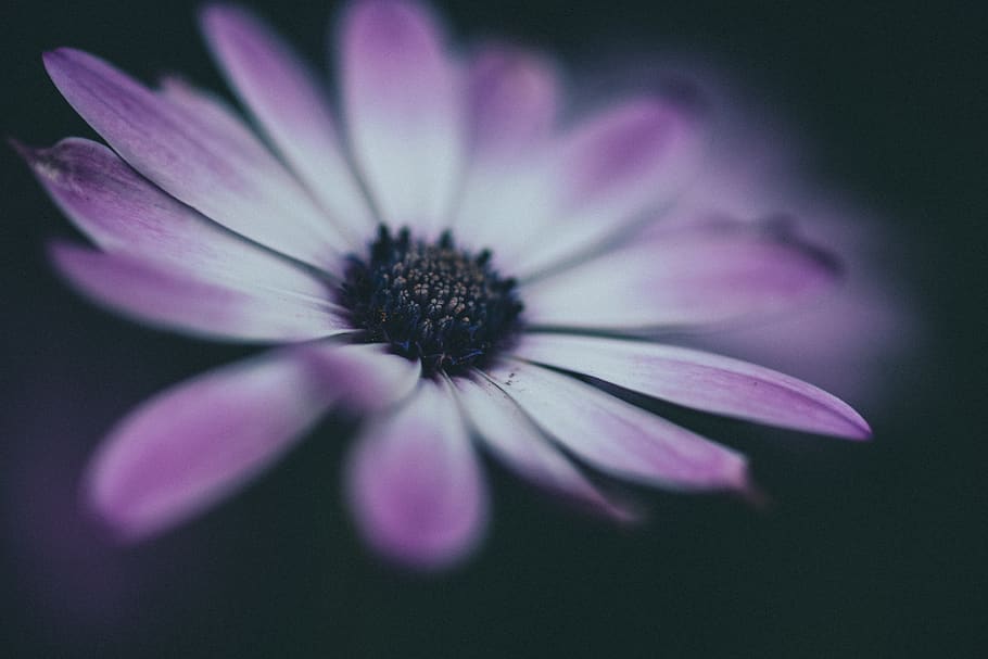 daisy, macro, purple, flower, flowering plant, freshness, fragility HD wallpaper