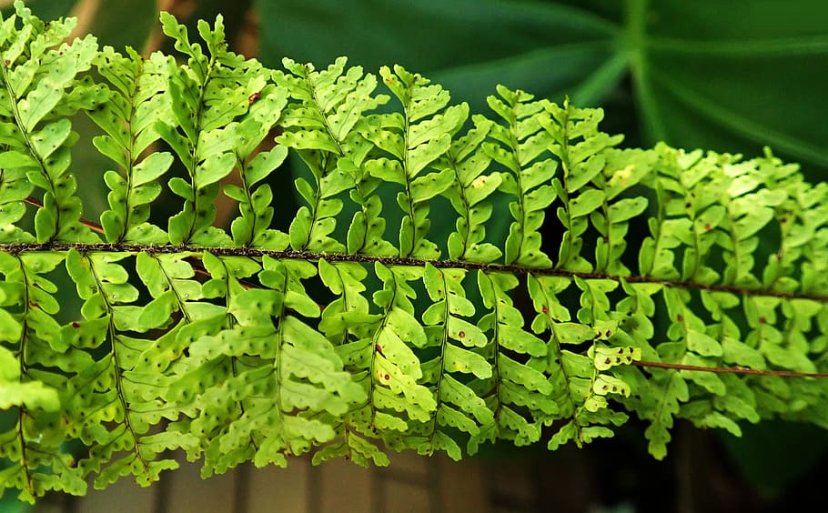 fern, frond, leaf, plant, garden, nature, green color, growth HD wallpaper