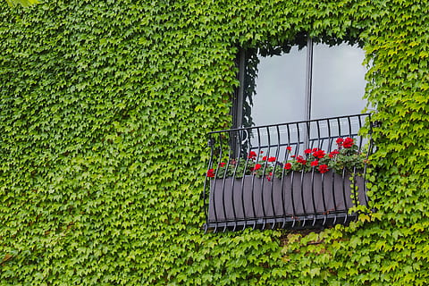 red-petaled flower, plant, vegetation, ivy, railing, outdoors HD wallpaper