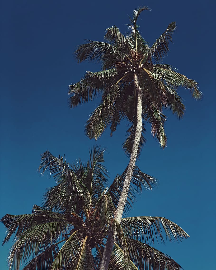 maldives, kaafu atoll, unnamed road, blue, coconut, tropical, HD wallpaper