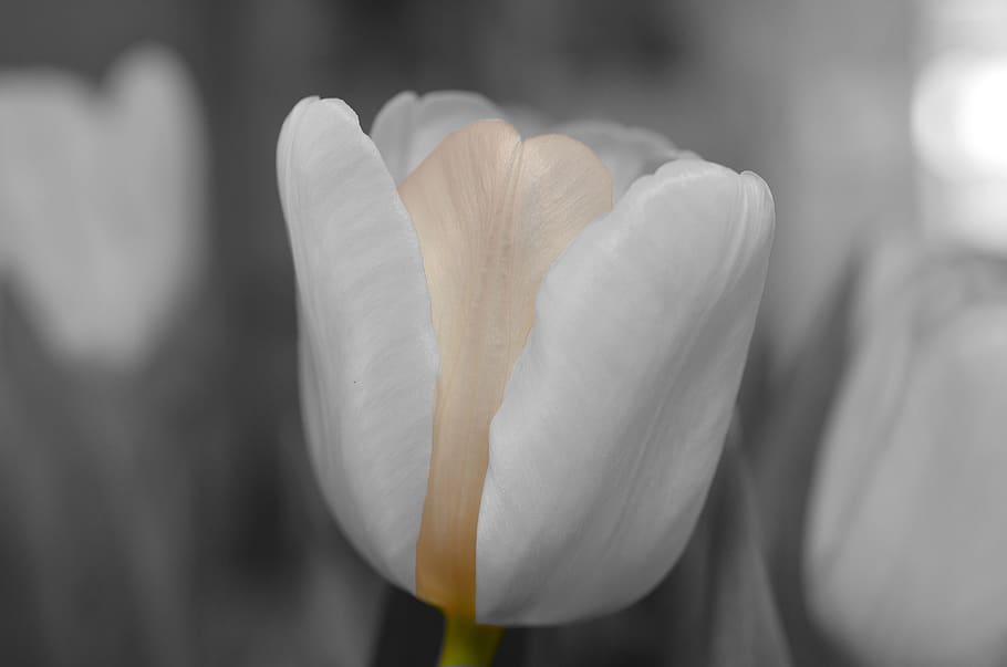 White Petaled Flower, bloom, blossom, flora, macro, tulip, close-up HD wallpaper