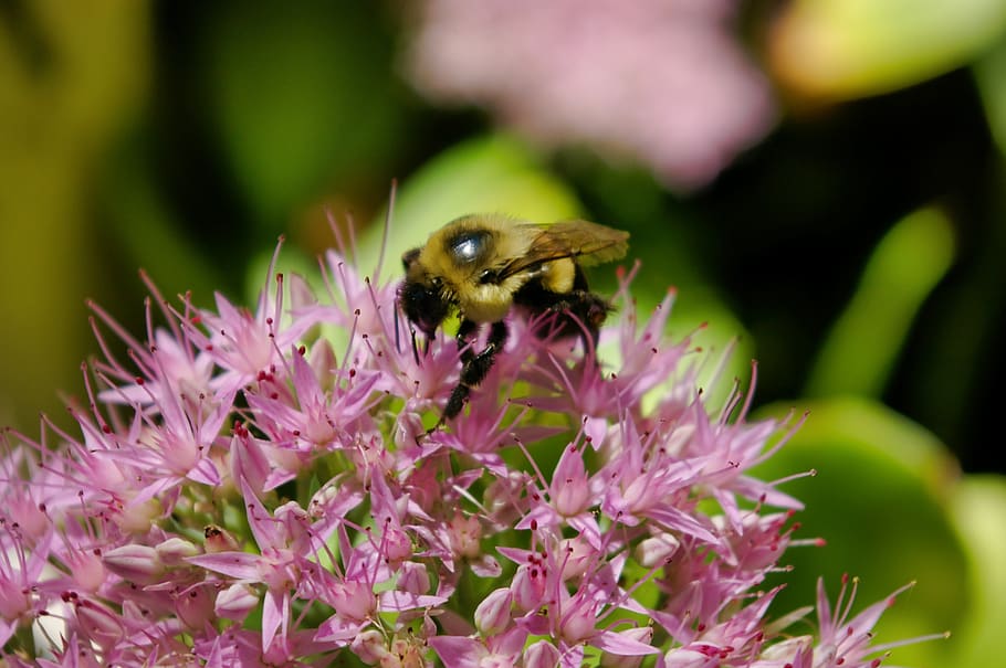 bumblebee, bumble bee, insect, nature, wings, pollination, pollinator HD wallpaper
