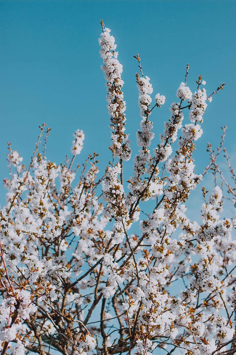 sakura blossom tree, flowering plant, growth, sky, low angle view HD wallpaper
