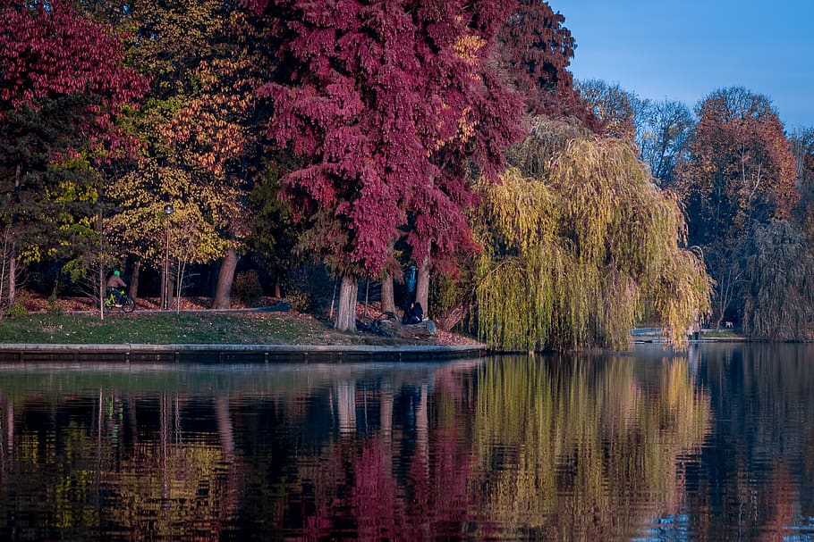 trees, plants, nature, forest, autumn, fall, grass, lake, water HD wallpaper