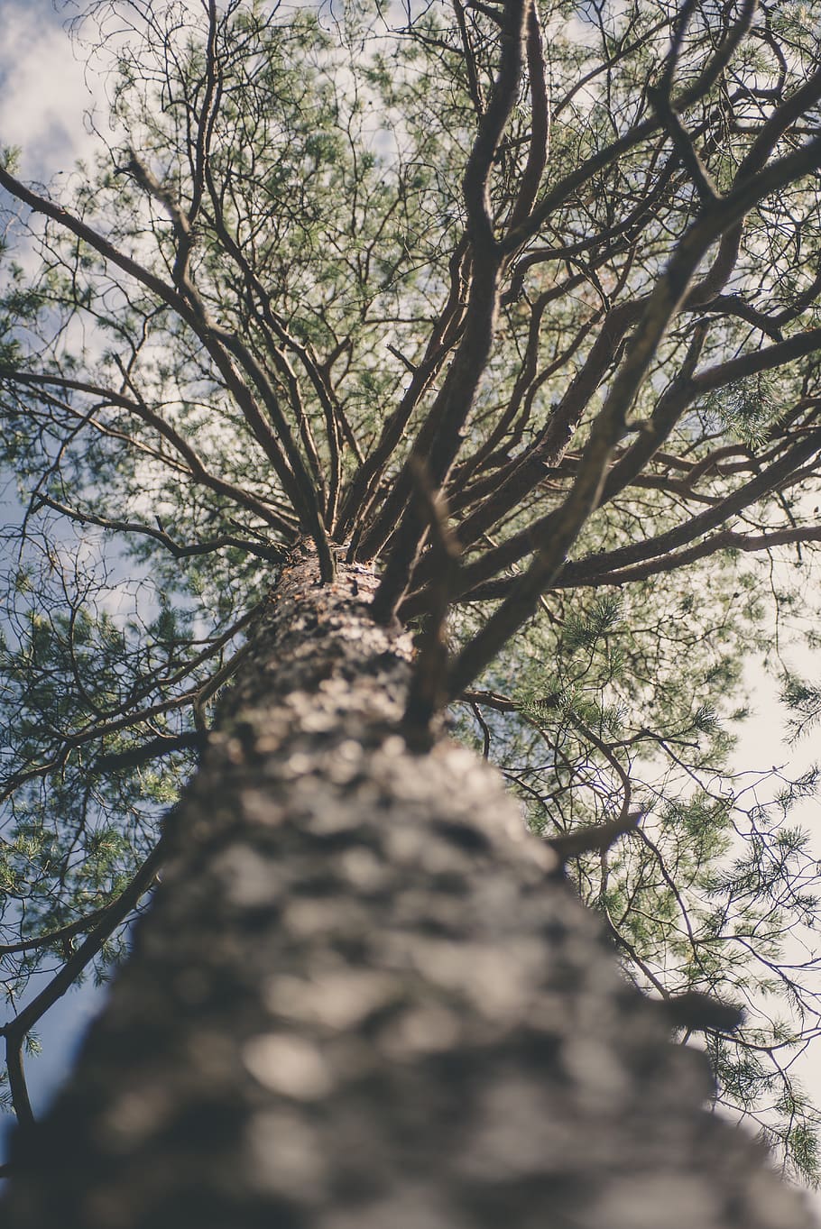 tree, sky, pine, wood, woods, branches, clouds, needles, plant HD wallpaper
