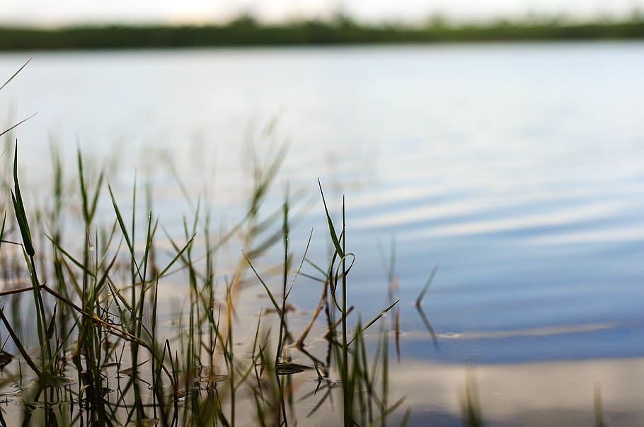 lake, water, plant, tranquility, growth, beauty in nature, no people HD wallpaper