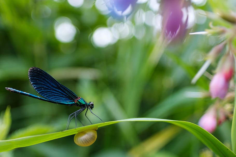 plant, animal themes, animal wildlife, insect, invertebrate HD wallpaper
