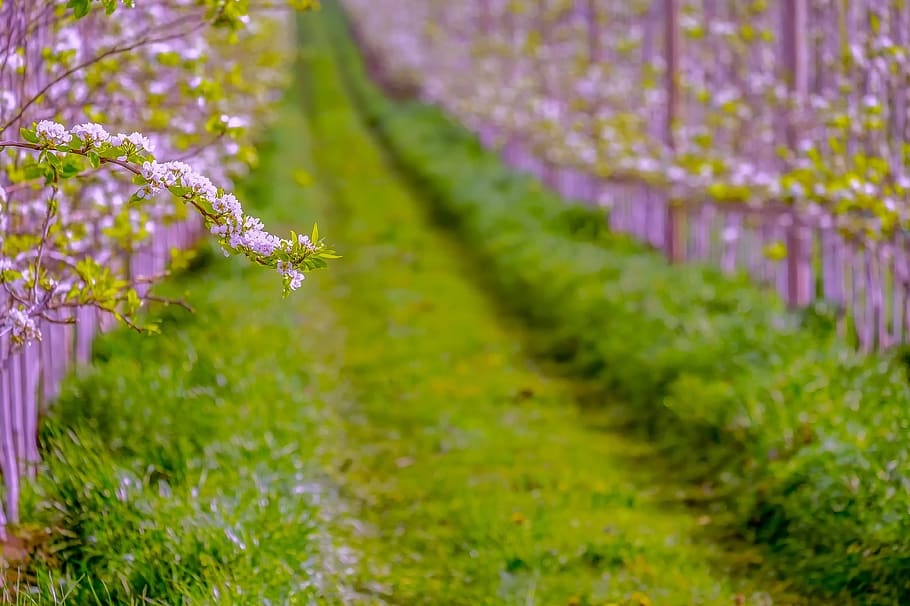 pear blossom, spring, fruit, nature, hall, bloom, plant, white HD wallpaper
