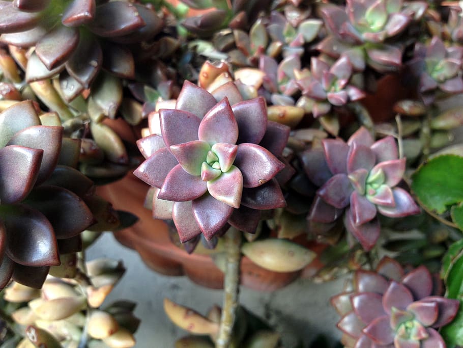 nature, succulent, earth, plant, growth, beauty in nature, freshness HD wallpaper