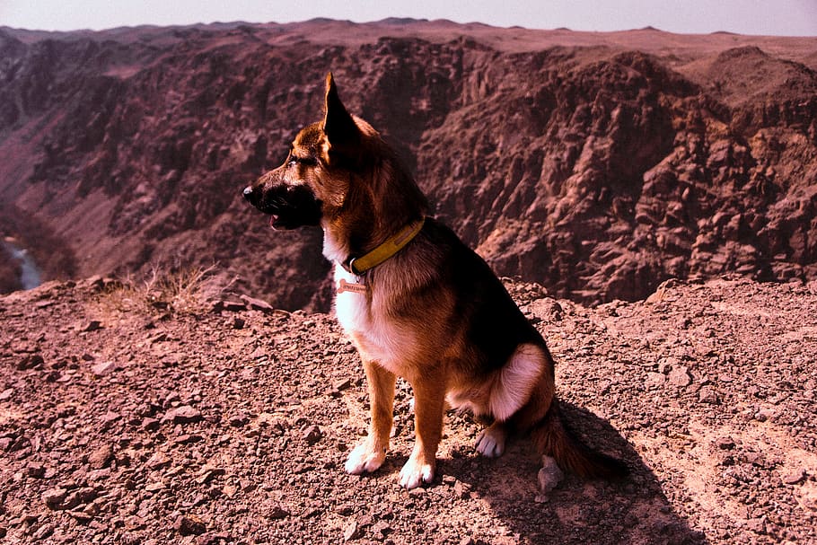 Short-coated Brown and Black Dog, animal, canine, daylight, desert