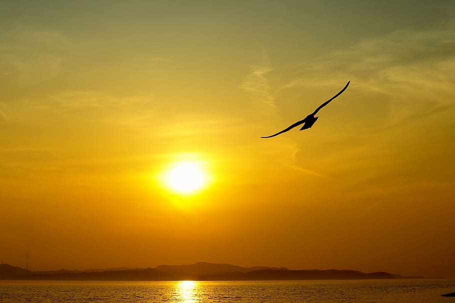 sea, sky, solar, beach, seagull, scenery, water, sunset, beauty in nature HD wallpaper