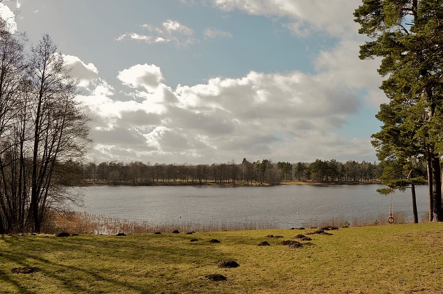 sweden, forest, tree, trees, nature, outdoor, outside, water HD wallpaper
