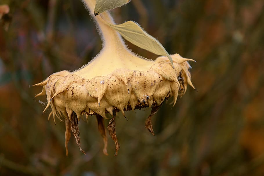 sunflower, blossom, bloom, head, faded, withered, age, plant HD wallpaper