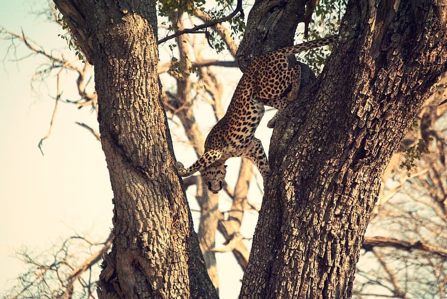 leopard on tree, trunk, tree trunk, plant, animal themes, animals in the wild HD wallpaper