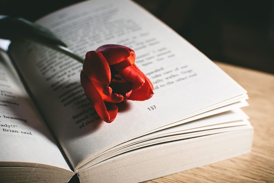 Red Tulip Flower On Book Page, bloom, blossom, flora, read, paper HD wallpaper