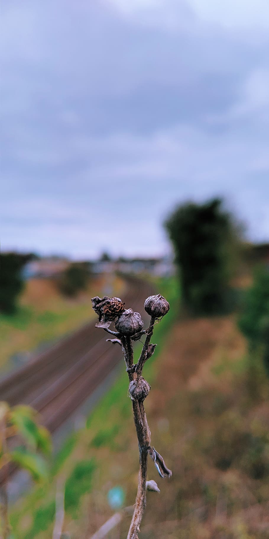 plant, bud, flower, sprout, blossom, tree, plant, depth of field HD wallpaper