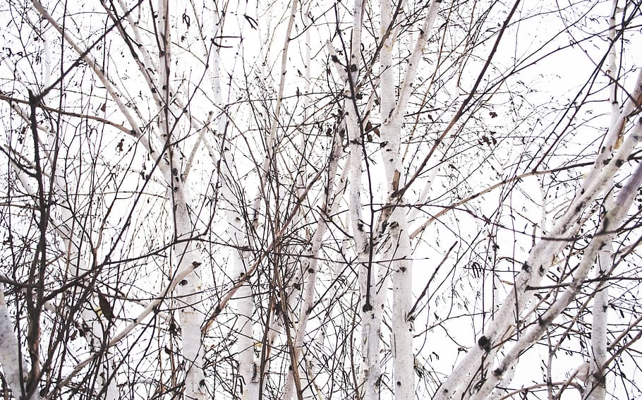 canada, toronto, patterns, texture, trees, snow tree, outside HD wallpaper