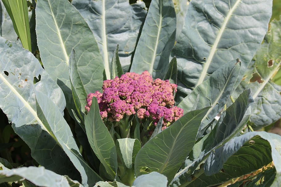 cabbage, cauliflower, kochan, leaves, vegetables, nutrition HD wallpaper