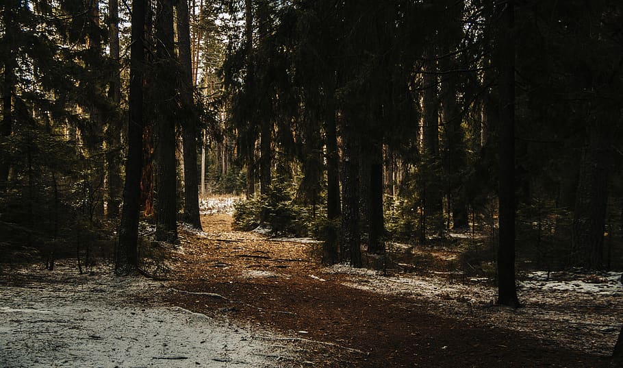 Landscape Photography of Forest Trees, daylight, environment HD wallpaper