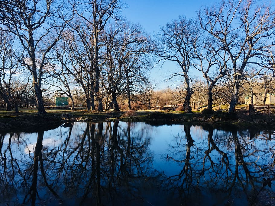 spain, el cabaco, lake, winter, trees, reflection, oaks, water HD wallpaper