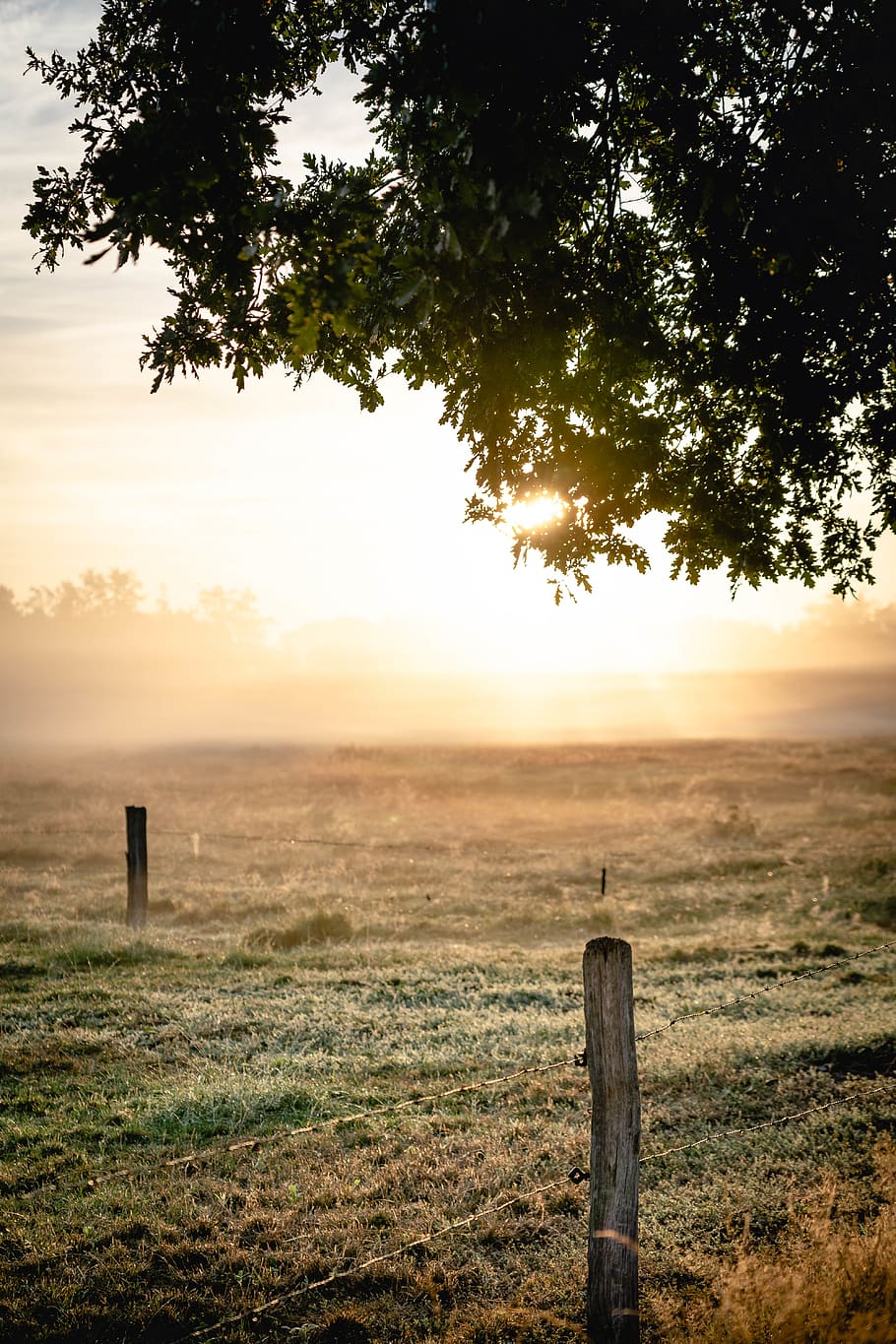 Green Leafed Tree, backlit, clouds, dawn, field, fog, foggy, grass HD wallpaper