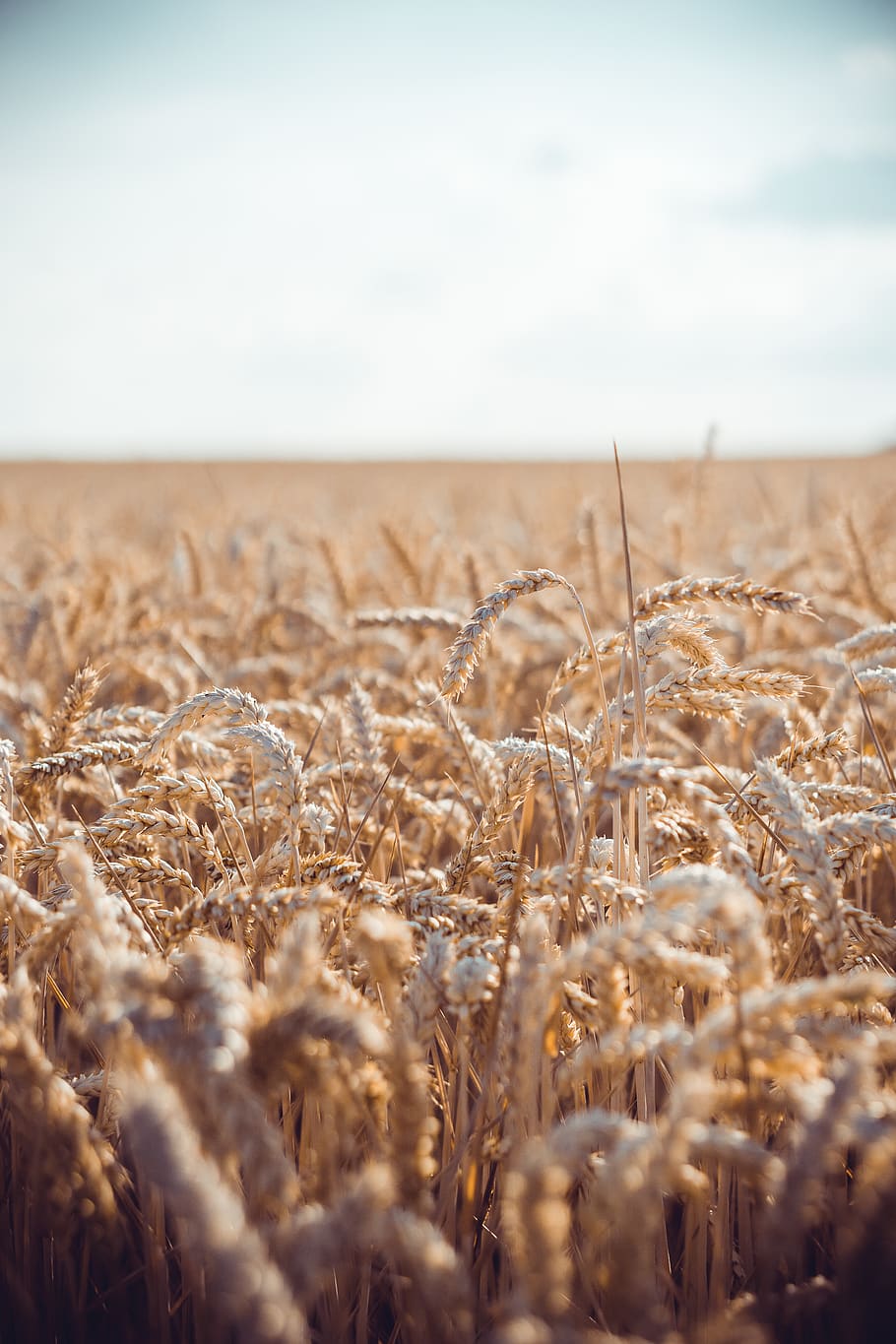 brown field during daytime, landscape, cereal plant, agriculture HD wallpaper
