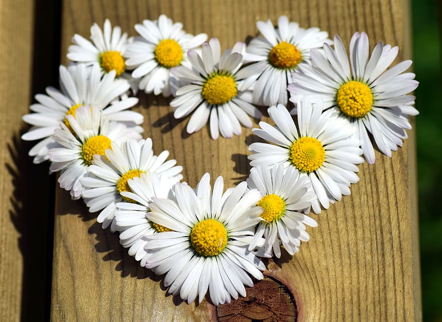 White Common Daisy on Bench, bloom, blooming, blossom, blur, close-up HD wallpaper