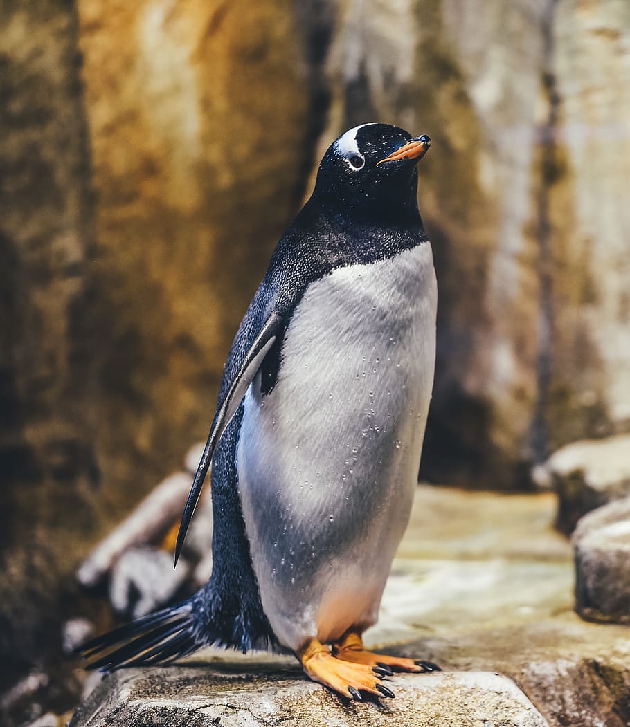 penguin on rock, animal wildlife, animal themes, bird, animals in the wild HD wallpaper