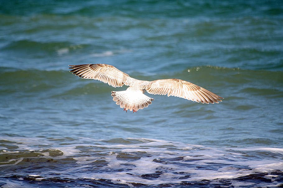 gull, animal, bird, catch, senkflug, baltic sea, travemünde HD wallpaper
