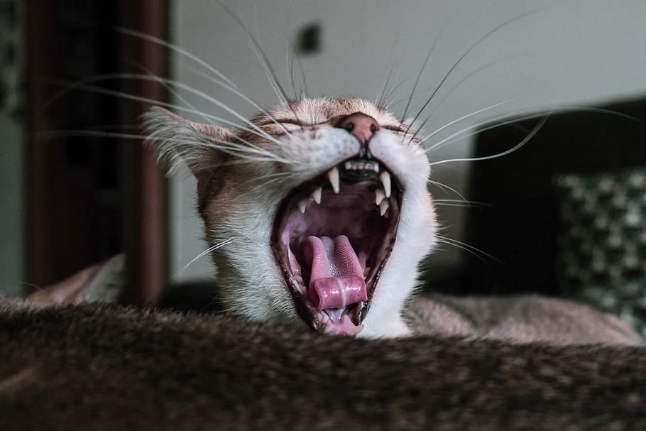 cat, teeth, animal, tooth, fur, head, predator, mammal, eyes HD wallpaper