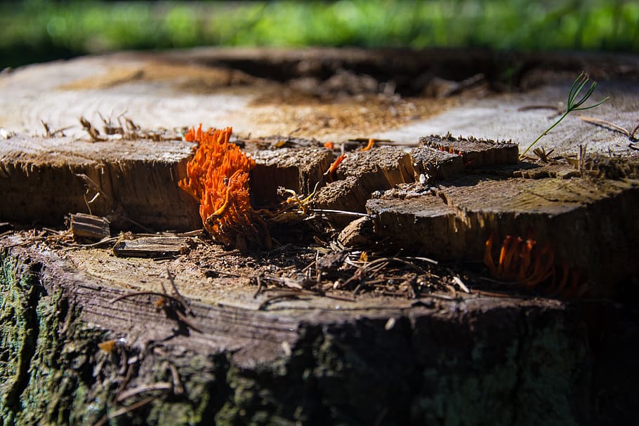 trees, nature, tree stump, spring, forest, wood - material HD wallpaper