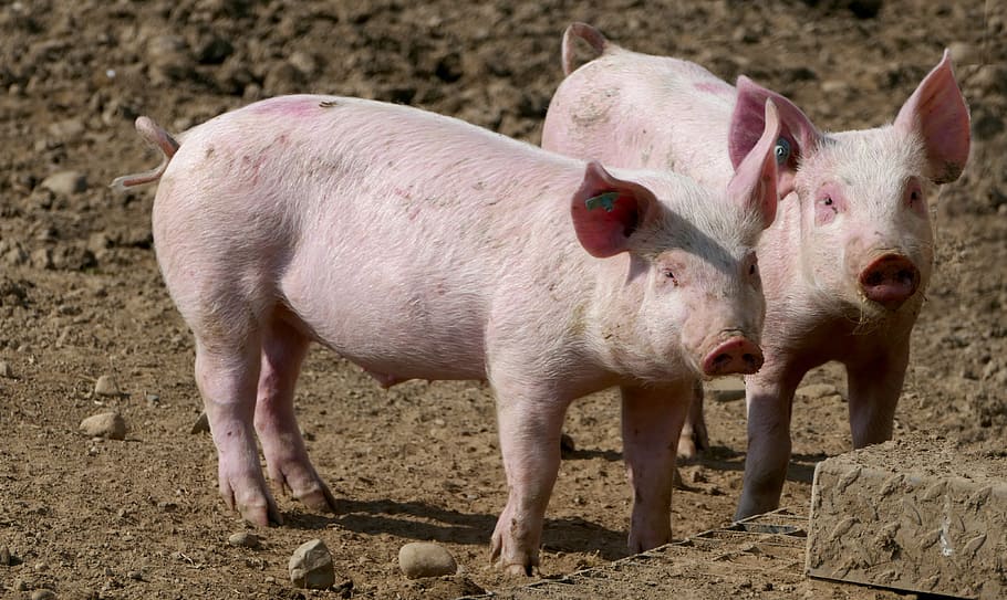 HD wallpaper: agriculture, animal husbandry, pigs, pig breeding, piglet,  rosy | Wallpaper Flare