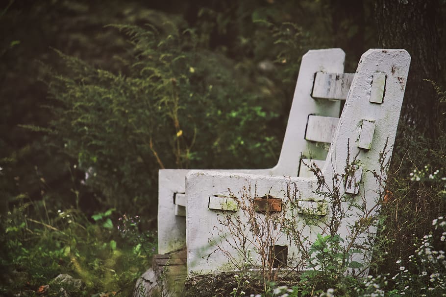 united states, reading, plant, tree, no people, focus on foreground HD wallpaper