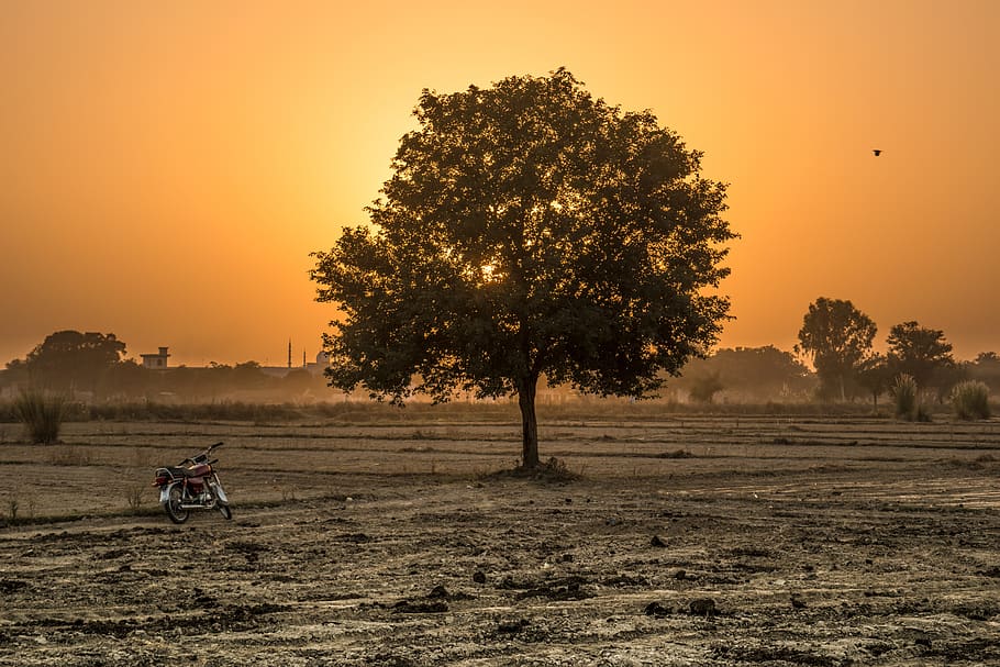 tree, sunset, golden hour, landscape, nature, sky, twilight HD wallpaper