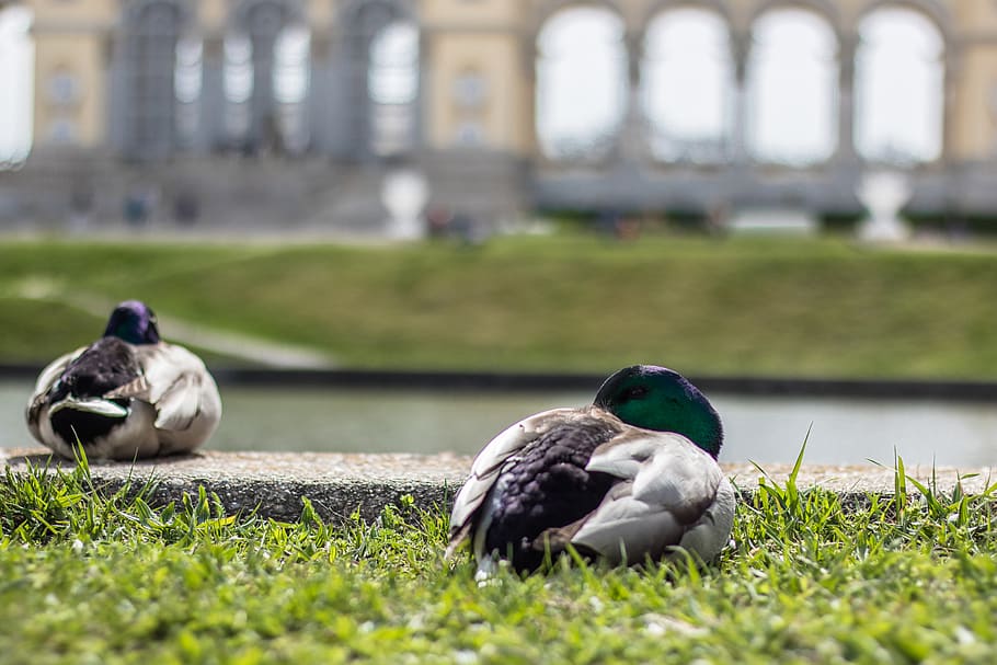 austria, vienna, animals, sleeping, europe, pond, lake, grass HD wallpaper